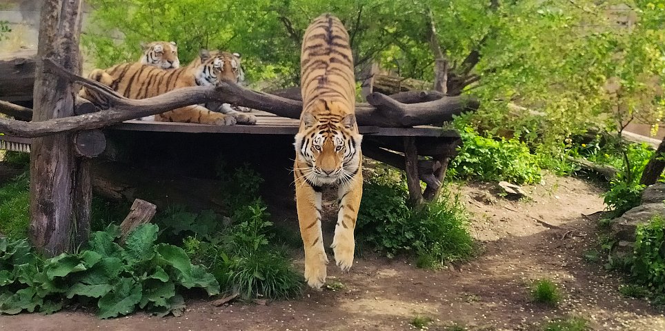 Jihočeská zoologická zahrada Hluboká nad Vltavou