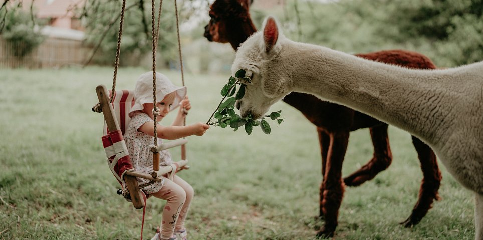 Alpacas in Hluboká