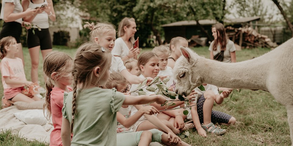 Alpacas in Hluboká