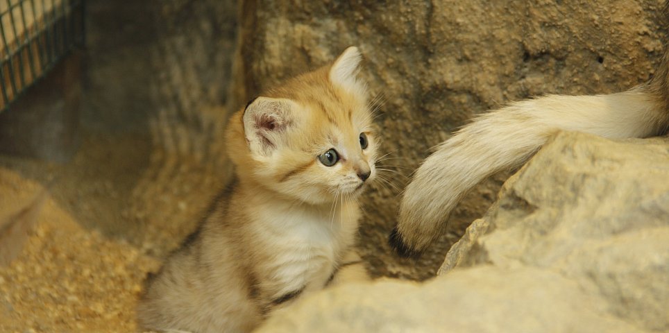 Jihočeská zoologická zahrada Hluboká nad Vltavou